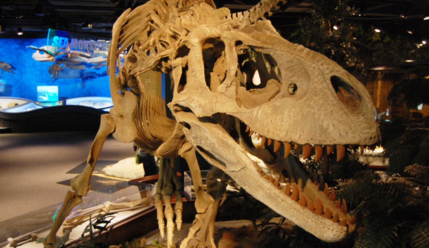 Tyrannosaurus rex fossil skeleton display at the children's science center, interactive dinosaur exhibit.
