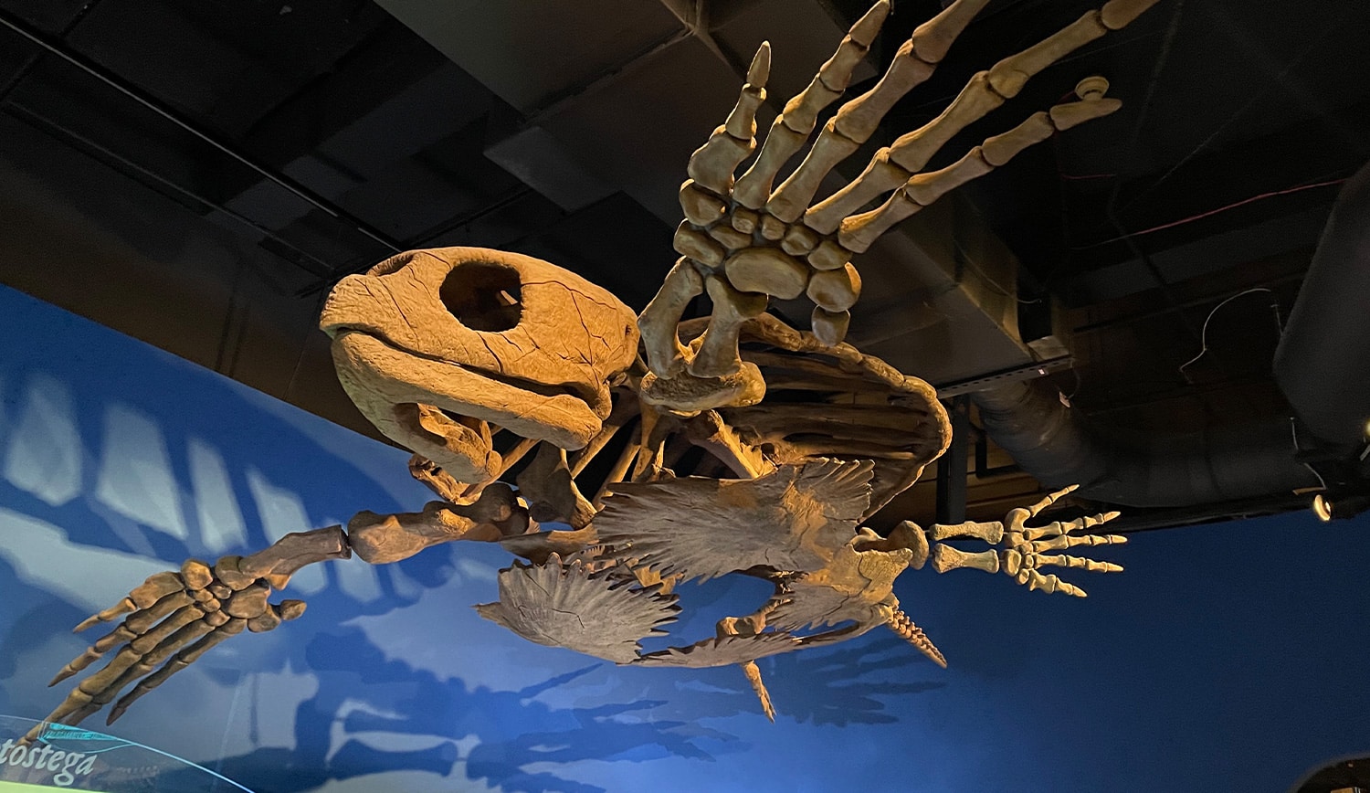 Giant prehistoric sea turtle skeleton hanging in a children's science center museum fossil exhibit.