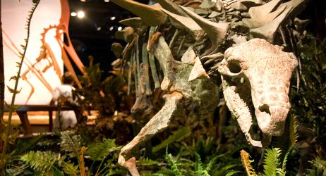 a close up of a dinosaur