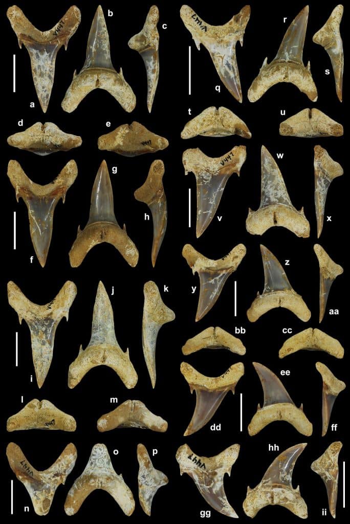 Teeth from Palaeohypotodus bizzocoi