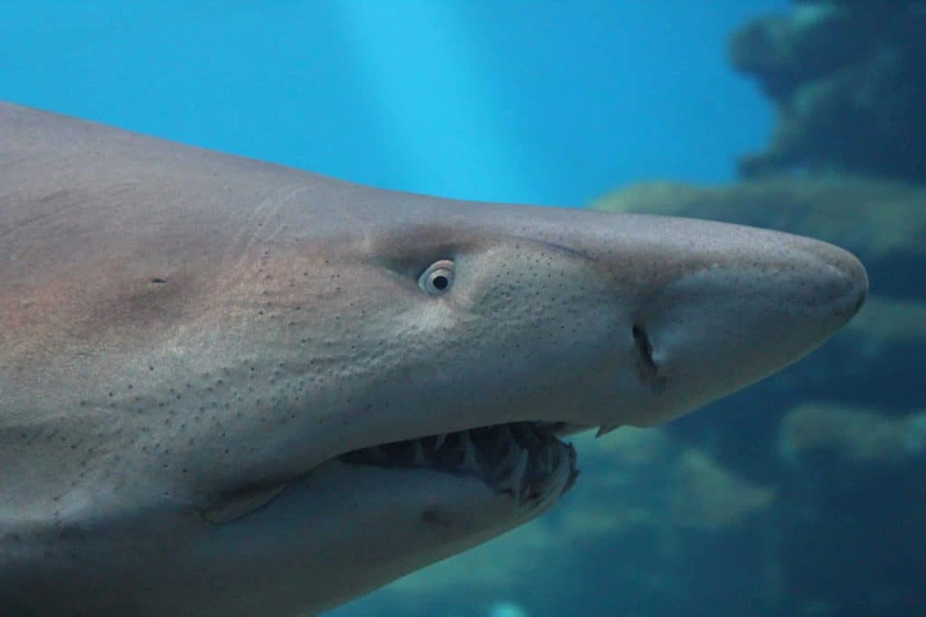 A modern Sandtiger Shark