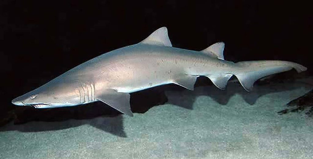 A modern Sandtiger Shark