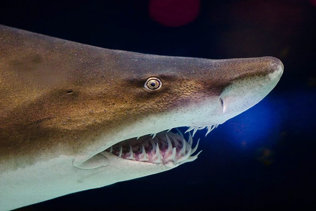 Close-up of the mouth and teeth of a modern Sandtiger Shark