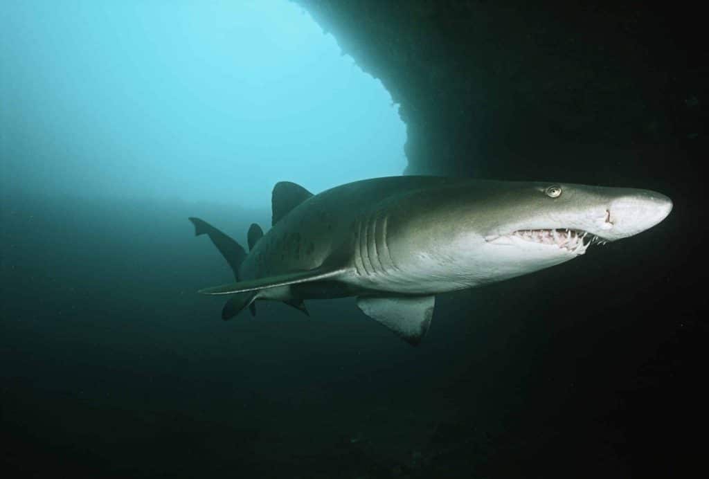 A modern Sandtiger Shark