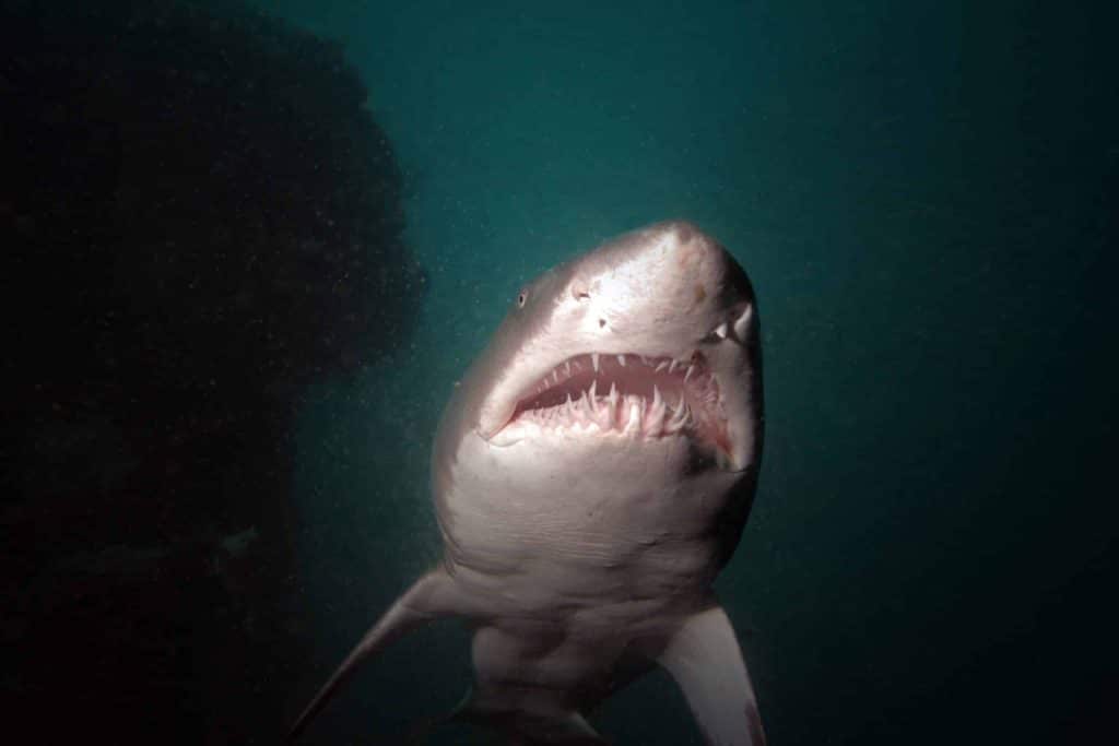 A Sand Tiger shark cruises by on a shipwreck off of the North Carolina coast